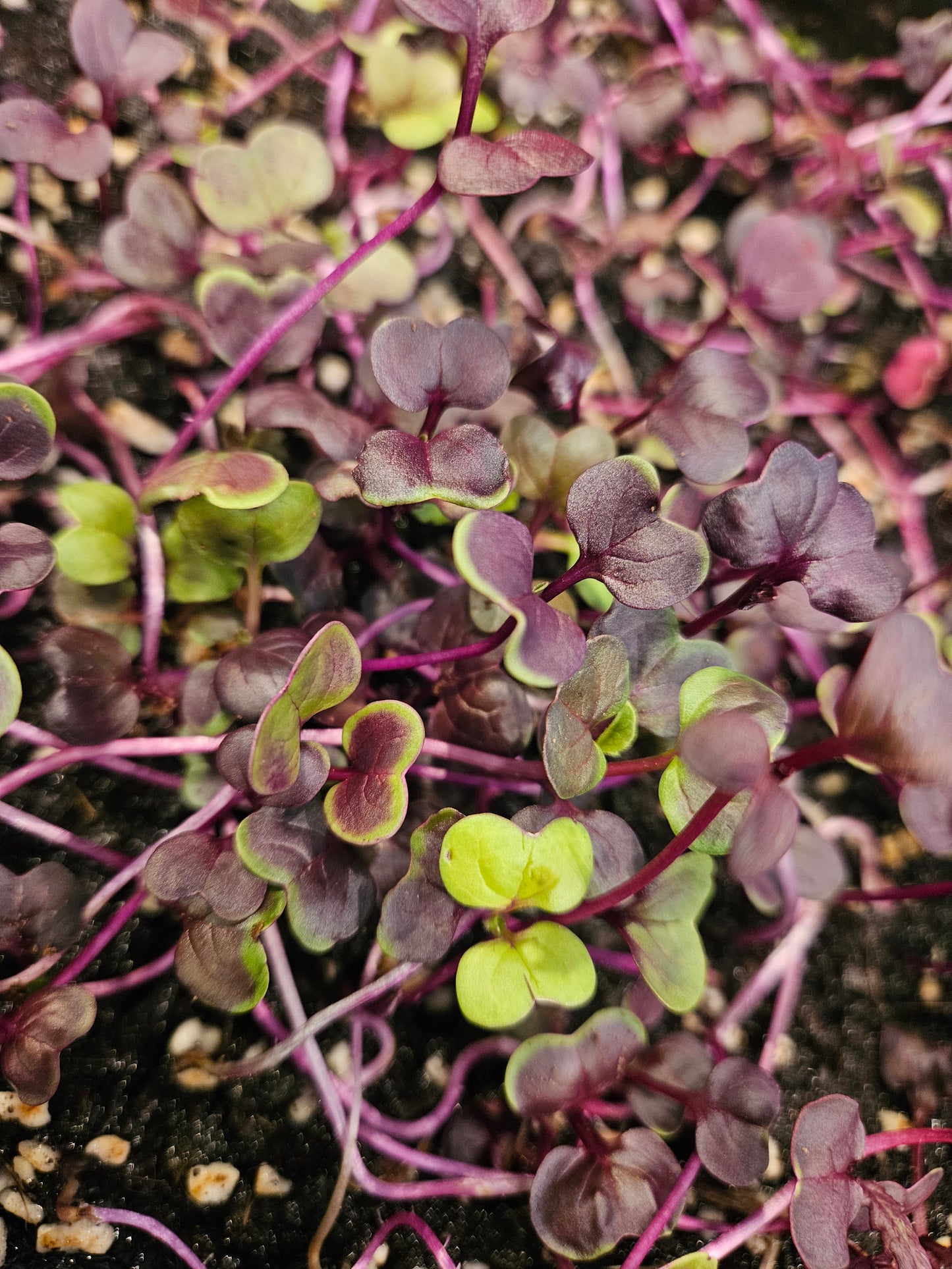 Sango Purple Radish