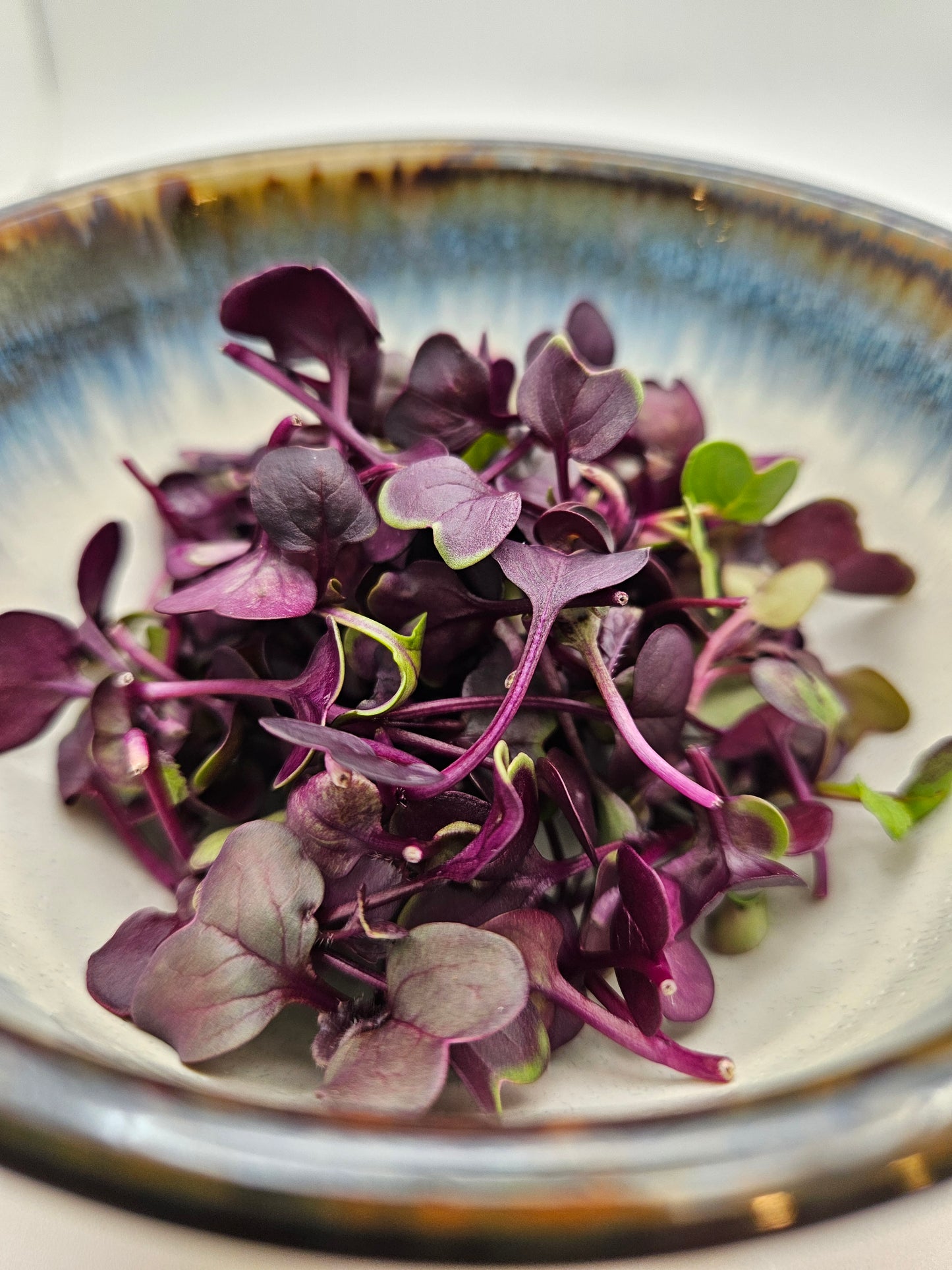 Sango Purple Radish