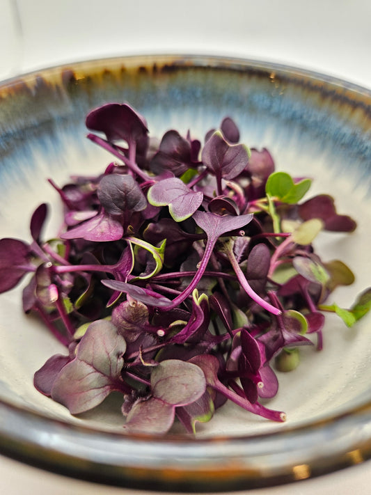 Sango Purple Radish