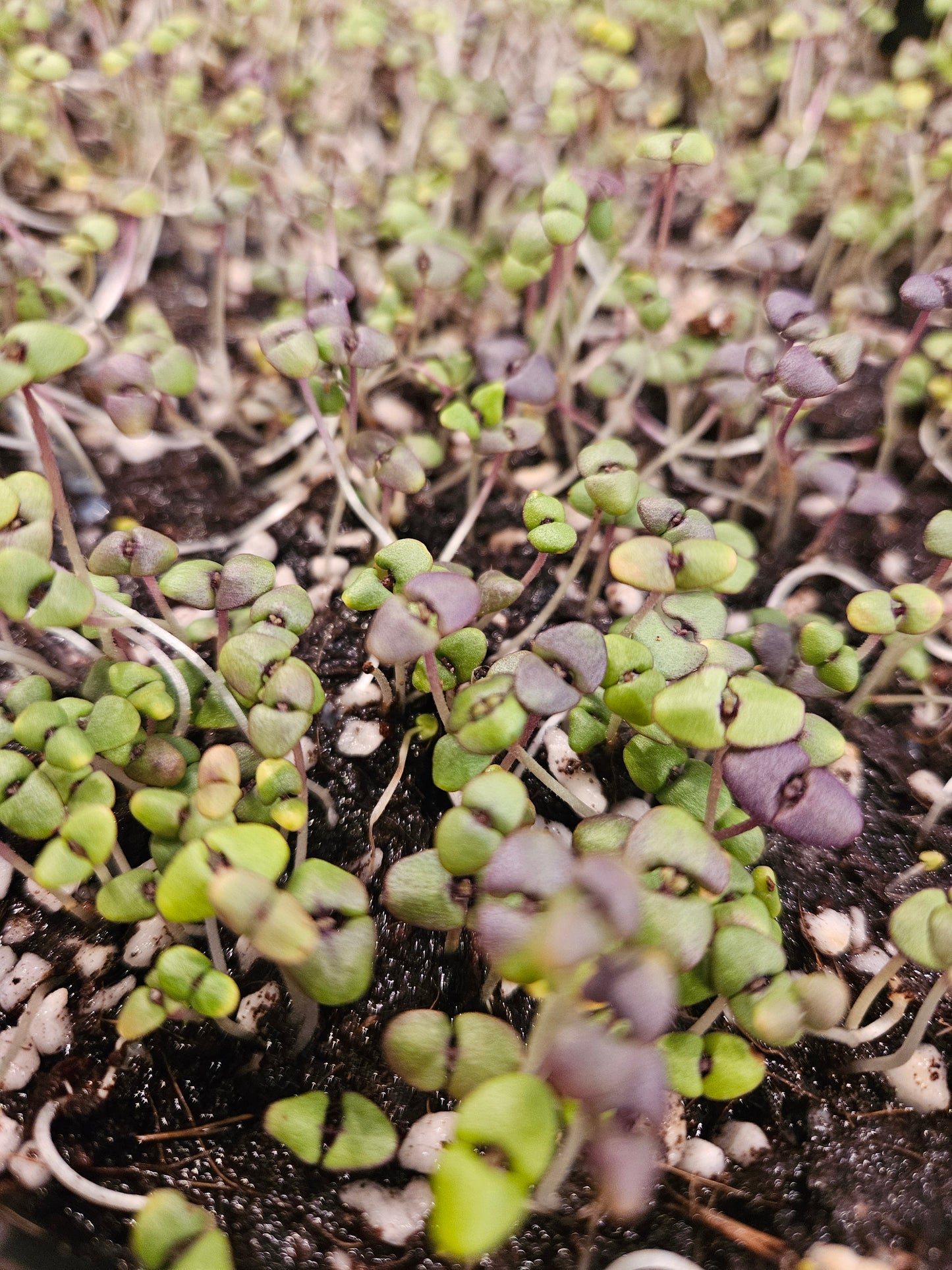 Basil Blend (Tops)